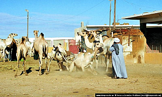 Birkáš - velbloudí trh (Egypt)