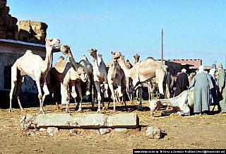 Birkáš - velbloudí trh (Egypt)