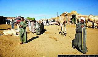Birkáš - velbloudí trh (Egypt)