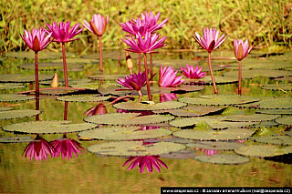 Sukhothai (Thajsko)