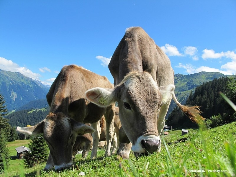 Pastvina v Rakousku