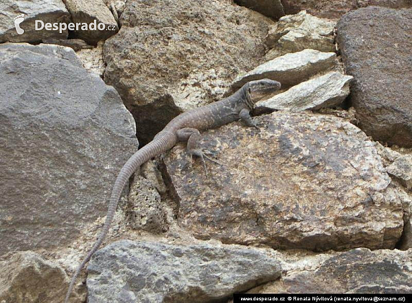 Gran Canaria (Kanárské ostrovy - Španělsko)