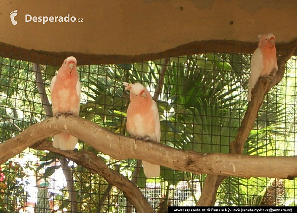 Gran Canaria (Kanárské ostrovy - Španělsko)