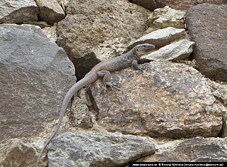 Gran Canaria (Kanárské ostrovy - Španělsko)