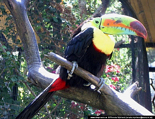 Gran Canaria (Kanárské ostrovy - Španělsko)