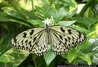 Gran Canaria (Kanárské ostrovy - Španělsko)