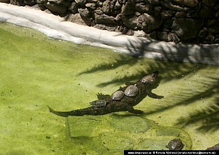 Gran Canaria (Kanárské ostrovy - Španělsko)
