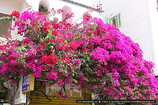 Stará Hurghada (Egypt)