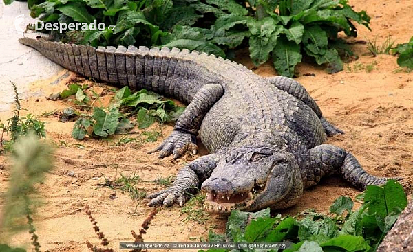 Dolní Rožínka - Krokodýl park ... se nachází nedaleko populárního westernového areálu Šiklův V obci můžete navštívat park, kde jsou dva aligátoři a děti zde uvidí populární pohádkové postavičky.