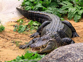 Dolní Rožínka - Krokodýl park ... se nachází nedaleko populárního westernového areálu Šiklův V obci můžete navštívat park, kde jsou dva aligátoři a děti zde uvidí populární pohádkové postavičky.