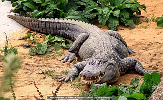 Dolní Rožínka - Krokodýl park ... se nachází nedaleko populárního westernového areálu Šiklův V obci můžete navštívat park, kde jsou dva aligátoři a děti zde uvidí populární pohádkové postavičky.