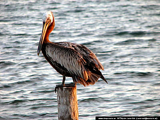 Caye Caulker (Belize)