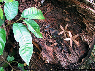 Punta Gorda (Belize)