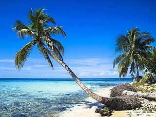 Pláž s palmou (Maledivy)