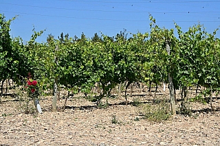 Vinařství Bodegas Bilbaínas v Haro (Španělsko)