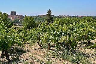 Vinařství Bodegas Bilbaínas v Haro (Španělsko)