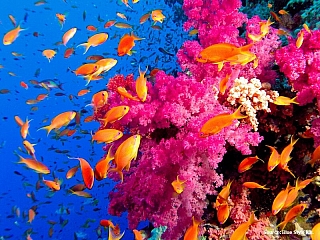 Korálové útesy v Rudém moři (Egypt)