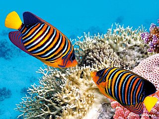 Korálové útesy v Rudém moři (Egypt)