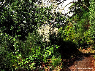 Madeira (Portugalsko)