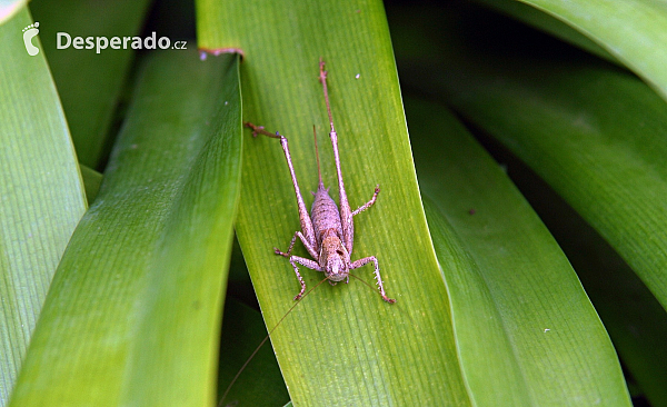Encumeada (ostrov Madeira - Portugalsko)