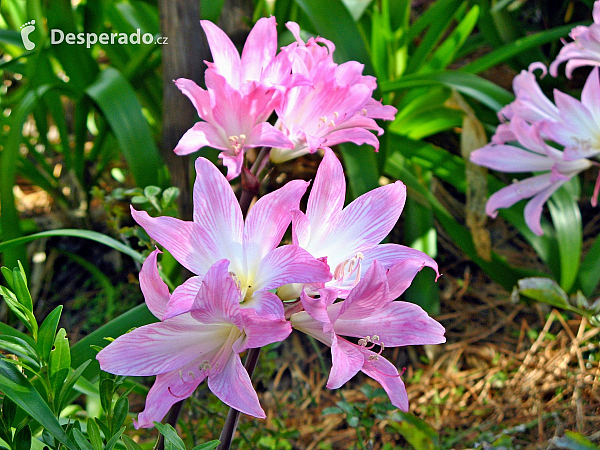 Encumeada (ostrov Madeira - Portugalsko)