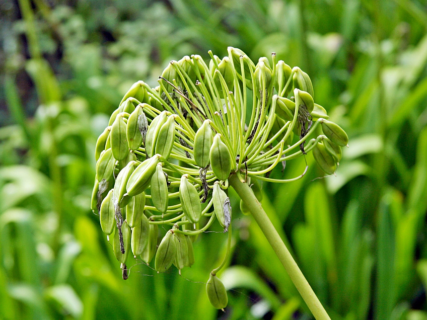 Encumeada (ostrov Madeira - Portugalsko)