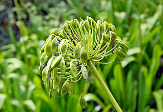 Encumeada (ostrov Madeira - Portugalsko)