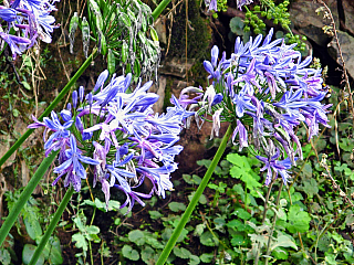 Encumeada (ostrov Madeira - Portugalsko)