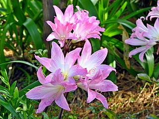 Encumeada (ostrov Madeira - Portugalsko)