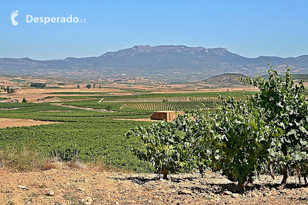 Vinice (La Rioja - Španělsko)