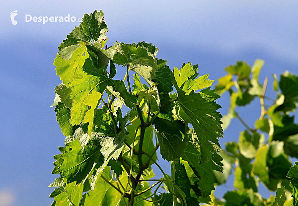 Vinice (La Rioja - Španělsko)