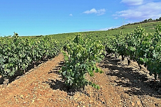 Vinice (La Rioja - Španělsko)