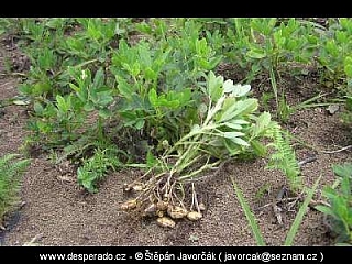 Trek k jezeru Jonky (Papua New Guinea)