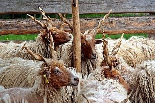 Skanzen Szentendre (Maďarsko)