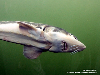 Živá voda v obci Modrá (Česká republika)