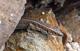 Ponta de São Lourenço (ostrov Madeira - Portugalsko)