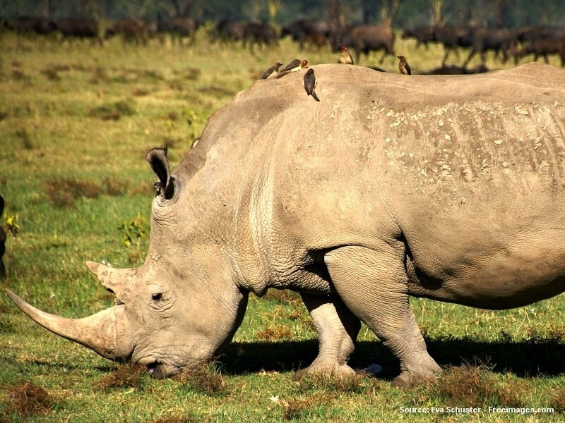Nosorožec v národním parku (Keňa)