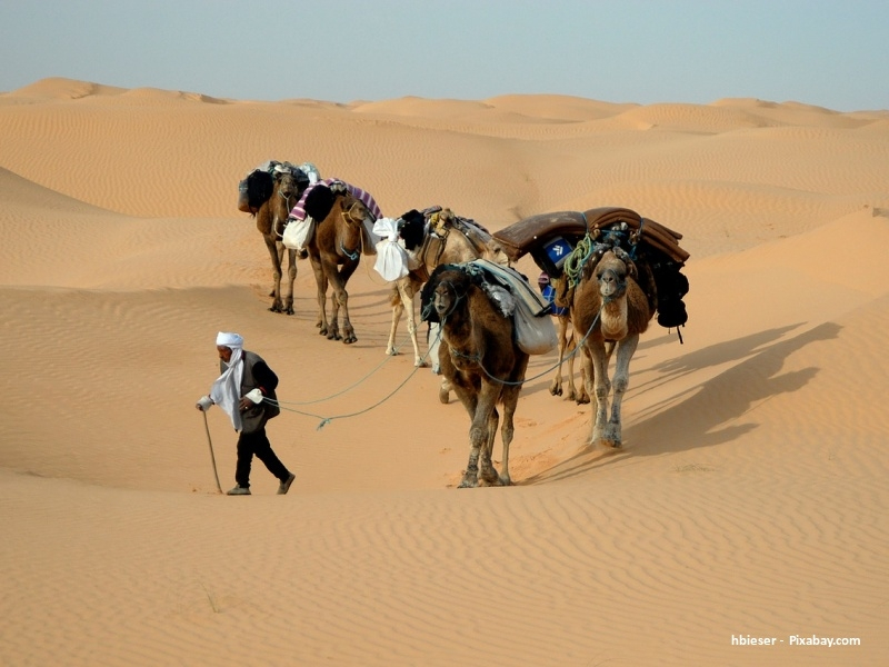 Velbloudi v poušti (Tunisko)