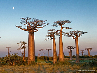 Ustupující dřevěná krása ostrova Madagaskaru