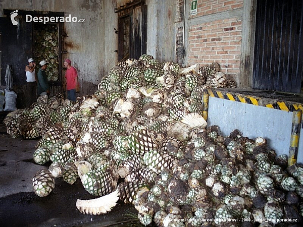 Tequila (Mexiko)