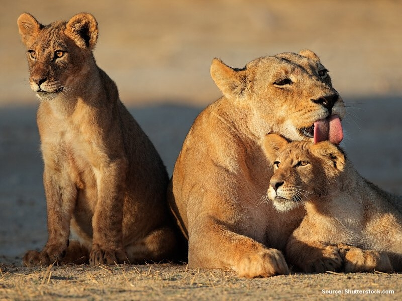 Lvi (Afrika)