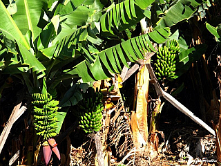  Ponta do Sol (ostrov Madeira - Portugalsko)