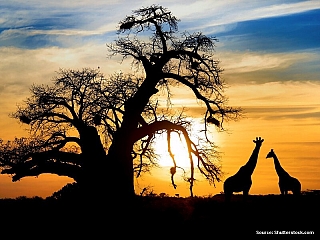 Žirafy (Kongo)