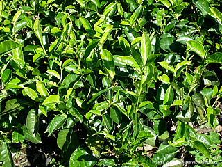 Srí Lanka