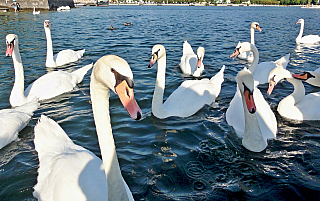 Vodní zámek Ort na břehu Traunsee (Salzkammergut - Rakousko)