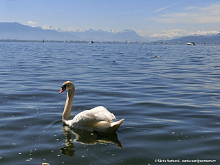 Bodamské jezero (Německo)