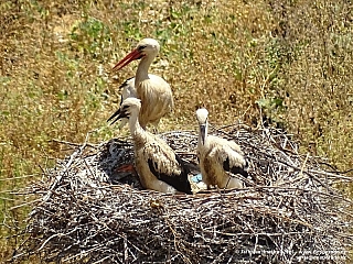 Čápi v Silves (Portugalsko)