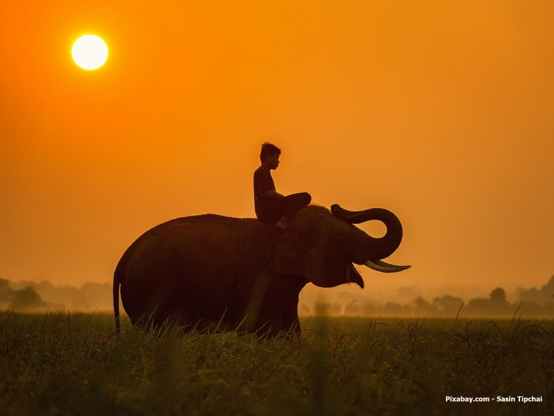 Slon (Laos)