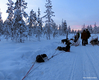 Psí spřežení v Laponsku (Finsko)