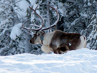 Psí spřežení v Laponsku (Finsko)